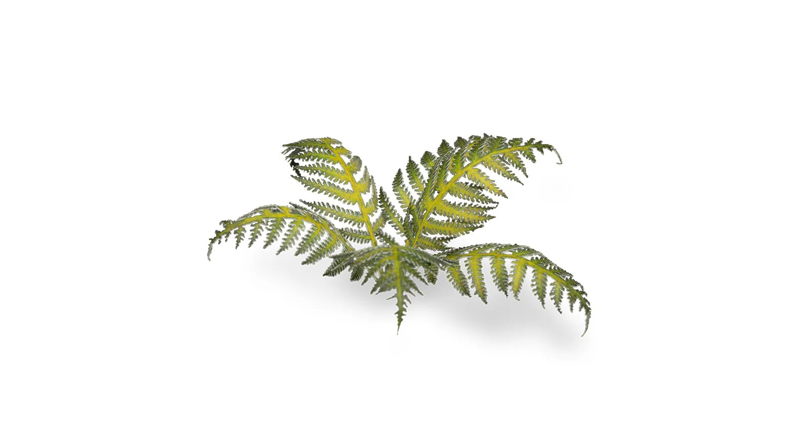 Gamers Grass | Laser Plants | Bracken - Image 4
