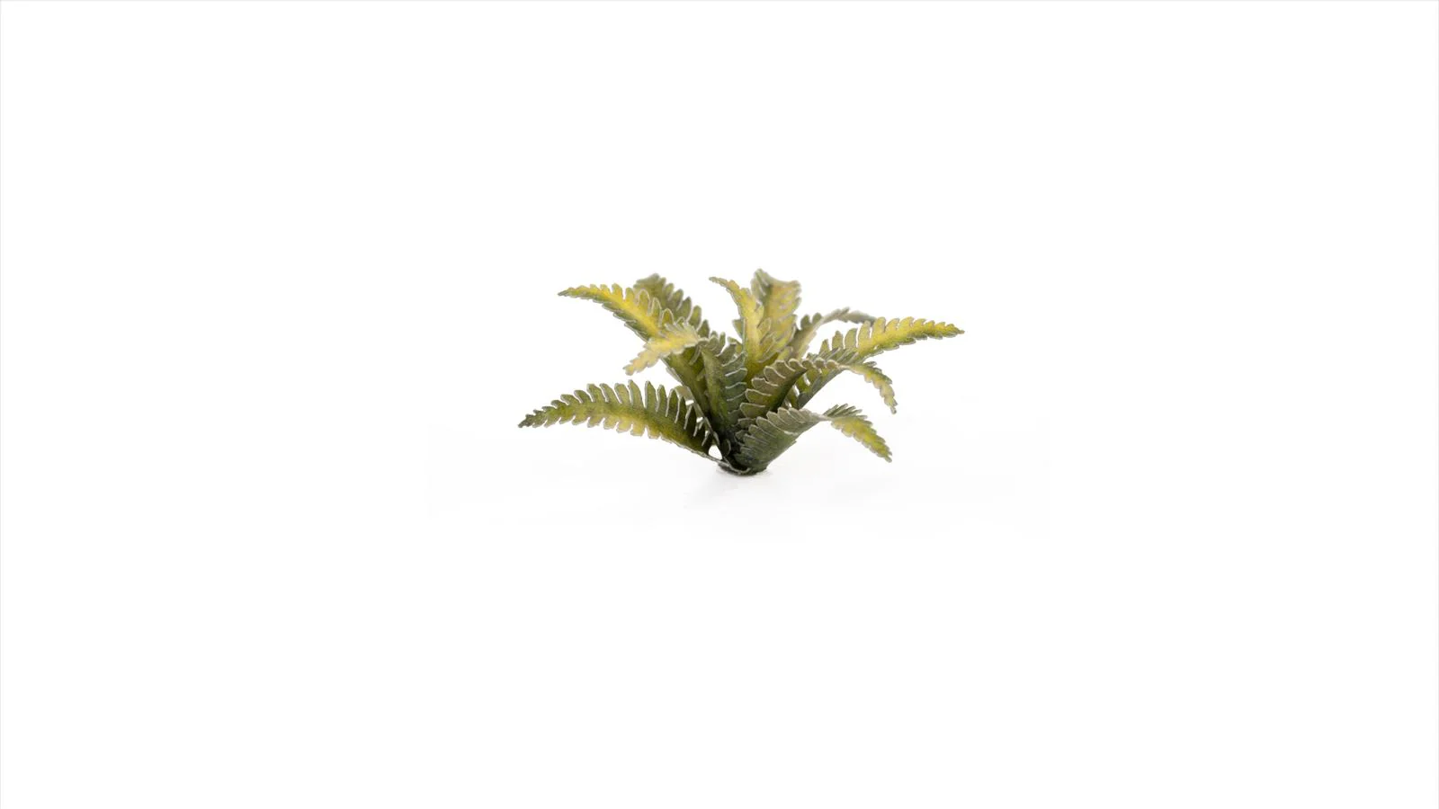 Gamers Grass | Laser Plants | Deer Fern - Image 4