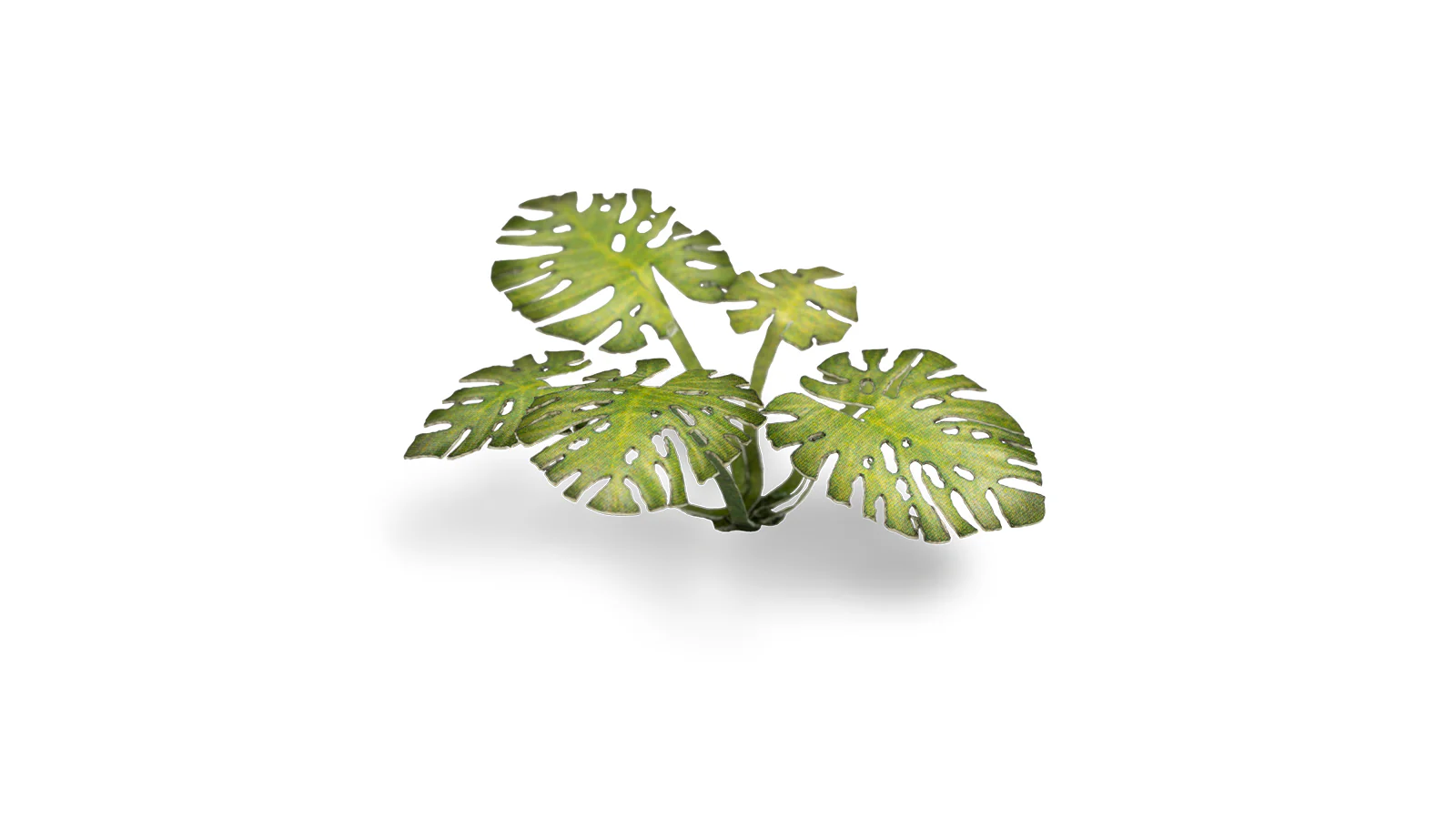 Gamers Grass | Laser Plants | Monstera - Image 4