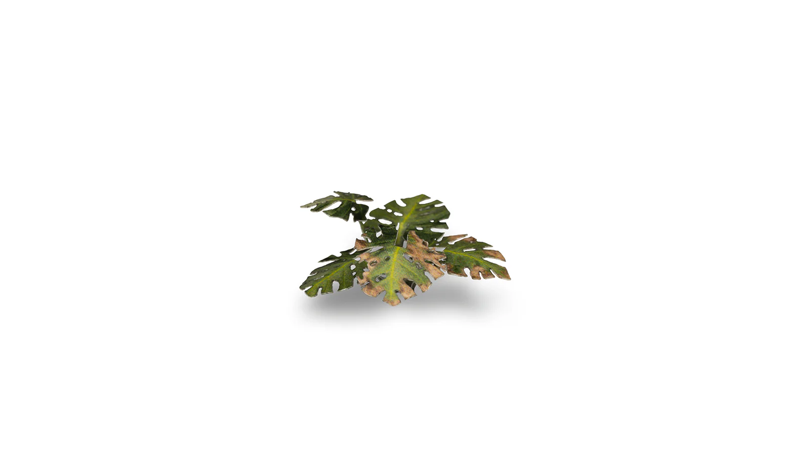Gamers Grass | Laser Plants | Monstera - Image 7